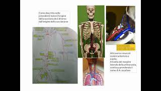 ANATOMIA  LEZIONE 34  APPARATO CARDIOVASCOLARE  ARTERIA SUCCLAVIA  ARTERIE ARTO SUPERIORE [upl. by Erreid]