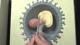 Early stages of human embryo modelmov [upl. by Hola]