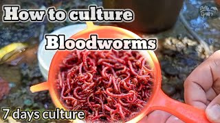 How to culture bloodworms [upl. by Asserac]