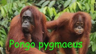 Pongo pygmaeus Bornean orangutans Orangutani bonejští [upl. by Nialb495]