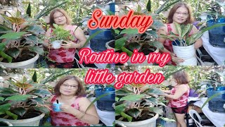 Kotingting in my little garden 🌳Lovable Mae Vlog [upl. by Hosbein]