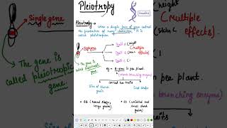 Pleiotropy in hindi neet genetics biology science ytshorts shorts [upl. by Phenice235]