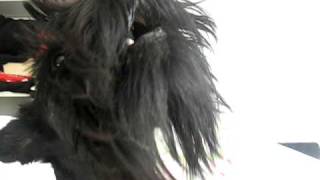 Basil The Scottish Terrier Dog howling talking and saying hello [upl. by Sumaes]