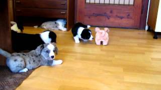 Welsh Corgi Cardigan 6 weeks old puppies  herding pig IImov [upl. by Charity151]