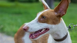 Podenco Ibicenco  Raza de Perro [upl. by Yrnehnhoj]