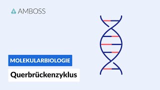 Querbrückenzyklus  Biochemie  Physiologie  AMBOSS Video [upl. by Leugimesoj]