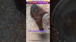 भालू मां ने आदमी को हाथ देकर क्यों रोका 😱🙏 animal animals animallover animalrescue bear [upl. by Eylsel]