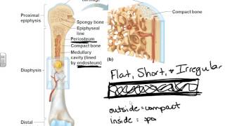 AampP I chapter 6 bone tissue [upl. by Lemrej]