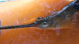 Green Sawfish Pristis zijsron Onslow Western Australia [upl. by Suilmann530]