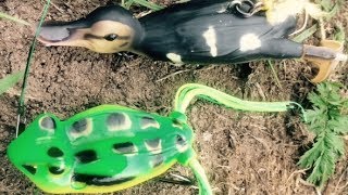 Lure fishing for UK pike with surface frog lures Great surface strikes [upl. by Sunev]