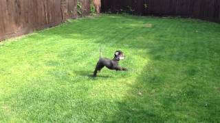 Toy Poodle Playing amp Zoomies with Dancing Tricks [upl. by Ahtoelc29]