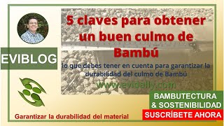 🖐5 CLAVES🔑 para obtener un BUEN CULMO DE BAMBÚ🎋 [upl. by Airdnas590]