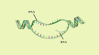 Trascrizione del DNA  Pillole di Scienza [upl. by Ayadahs596]