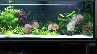 DISCUS PLANTED TANK 700L LITERS 2nd [upl. by Sandler]