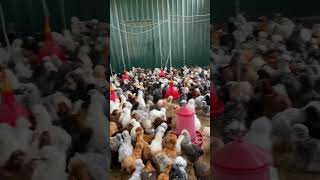 Gallinas araucanas y silkies en Finca Casarejo 🥰 gallinas chicken araucana [upl. by Nivek]