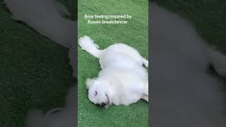 Australian breakdancer vs Great Pyrenees olympics2024 greatpyrenees breakdance shortsfeed dogs [upl. by Pulsifer]