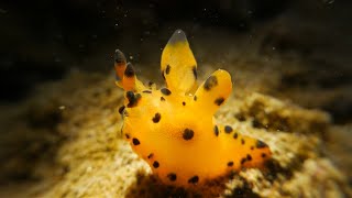 5 Amazing Nudibranch Fun Facts You Need to Know [upl. by Shipp]