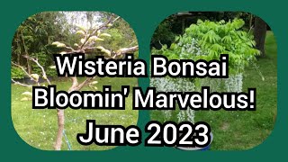 Wisteria Bonsai Alba Longissima Bloomin Marvelous June 2023 [upl. by Eikcor440]