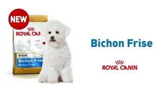 The Bichon Frise  Royal Canin Breed Health Nutrition [upl. by Droflim]