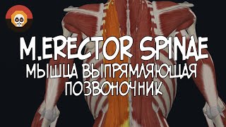 Мышца выпрямляющая позвоночник merector spinae 3D Анатомия [upl. by Dalury166]