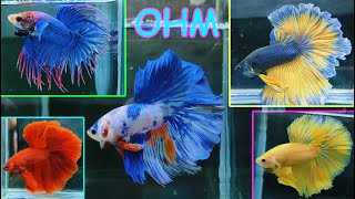 THAILAND IMPORTED BETTA FISH CATALOGUE [upl. by Nosaj]