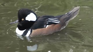 Hooded Merganser [upl. by Nomyad]