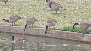 Canada Goose [upl. by Eanahc711]