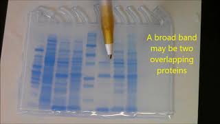 Beta lactamase purification Analysis with SDS PAGE [upl. by Kirsch898]