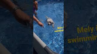 poodles is swimming 😂 asmrsounds poodles cute [upl. by Retsof]