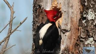 CARPINTERO NEGRO Campephilus leucopogon Cream backed Woodpecker carpintero lomo blanco [upl. by Gaige864]