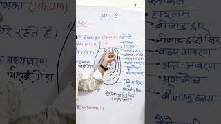 structure of ovule ।। bijand ki sanrachana।। biologyclass12 biology ovule pistil ncert neet [upl. by Becka378]