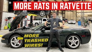 I Found 10Lbs Of RAT NESTS In My 5000 Corvette Convertible [upl. by Hartley]