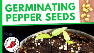 Germinating Pepper Seeds FAST  How To Plant Pepper Seeds [upl. by Trebornhoj]