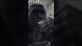 GORILLAS EATING Celery amp a Bunch of Leafy Greens Gorillas are Herbivorous grounddwelling Great Apes [upl. by Aholla]