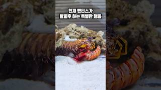 천재 맨티스쉬림프가 탈피후 반복하는 특이한 행동 [upl. by Ykcir]