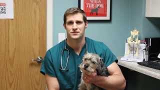 Dr Eric Ruhland from St Paul Pet Hospital on being a locally owned small business [upl. by Fonville]