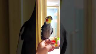 Adorable Cockatiels Cute Singing Moments 😍 cockatielscraze [upl. by Ranchod969]