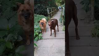 mere pass time nahi hai  Dogs comedy video  animals dubbing video in hindi  dog lovers shorts [upl. by Wooster]