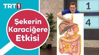 Karaciğer Yağlanması Böyle Gerçekleşiyor  Hayatın Ritmi 204 Bölüm [upl. by Yentrac]