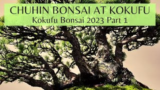 Kokufu Chuhin Bonsai Section in 2023 Part 1 第97回国風盆栽展前期中品盆栽 [upl. by Ayit]