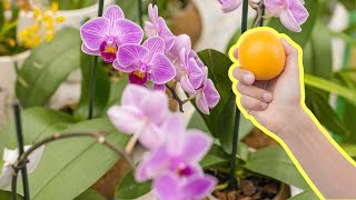 Secret Method To Propagate Orchids 500 Times Faster [upl. by Nnylacissej283]