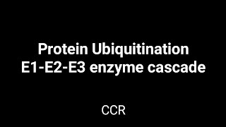 Ubiquitination  E1E2E3 enzyme cascade  Basic Process  Post translational modification [upl. by Gypsie]