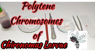 Study of Polytene chromosomes  Chironomus larvae  Chironomus plumosus  Zoology Practical [upl. by Hanshaw]