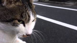 最強に人懐こい野良猫を膝に乗せてみた The friendliest stray cat epsode2 [upl. by Aloisia]