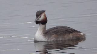 Great Crested Grebe amp a Cormorant in Cardiff Bay natural sounds [upl. by Bernardo]