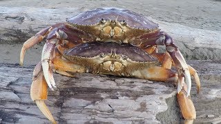 Catch n’ Cook Double Dungeness Crabs on the Beach  Caught by Hand in the Shallow Surf [upl. by Leora]