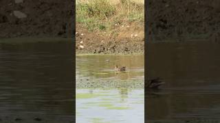 Dabbling duck Northern Shoveler birds [upl. by Aisatana]