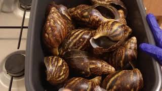 Comment nettoyer les escargots [upl. by Uliram]