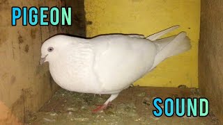 Pigeon Sound Effect  Male Pigeon Super Performance  White Pigeon [upl. by Eelyk]