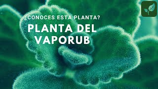 VAPORUB Planta de Remedios Caseros Invernadero Huerto Urbano [upl. by Nosloc]